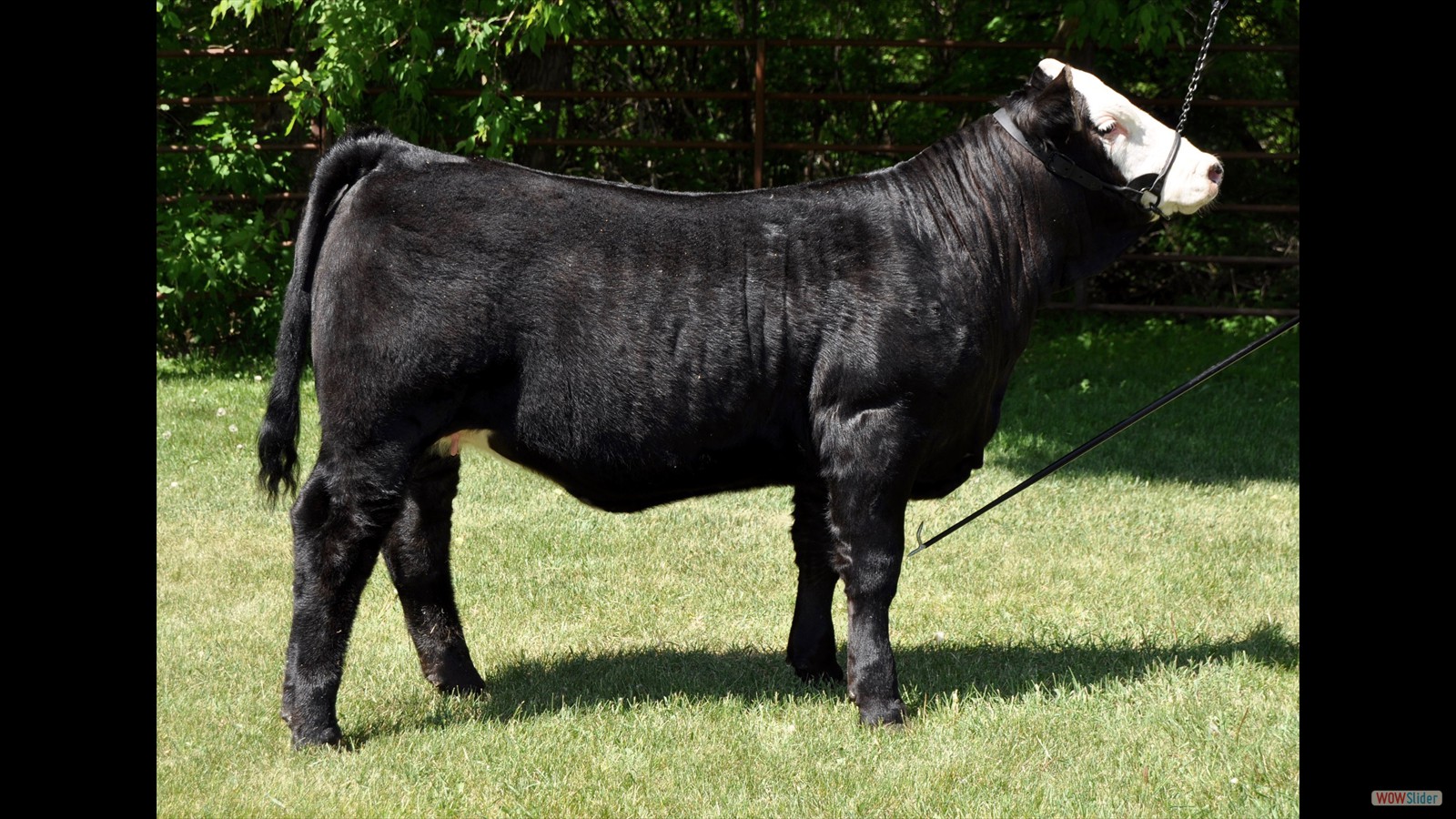 112D - Dallas Grona calf