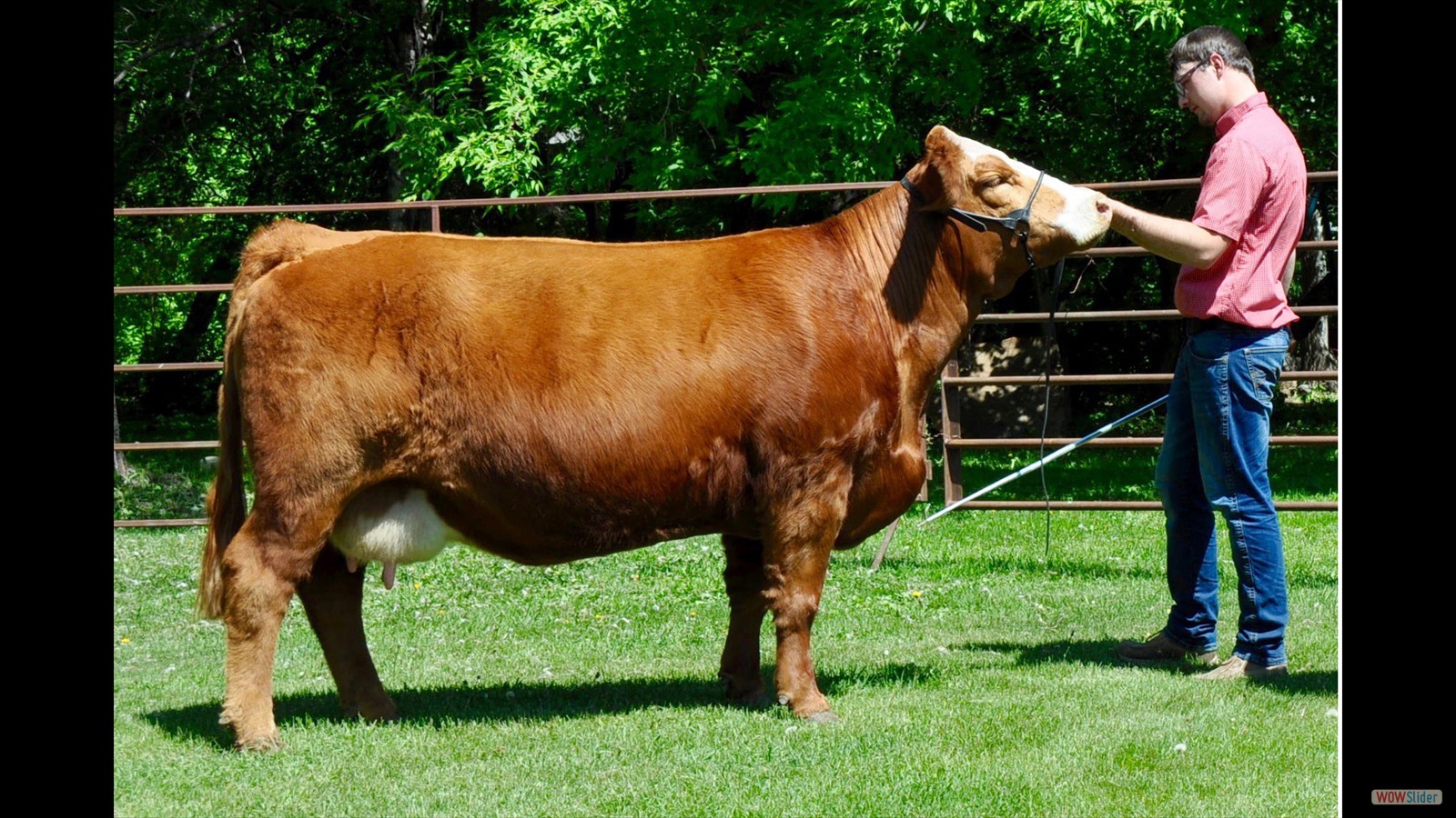 112D - Dallas Grona cow