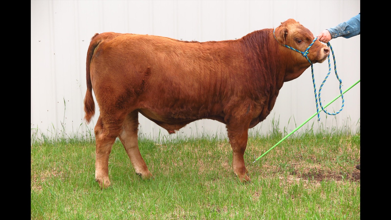 121C - Wyatt Millar calf