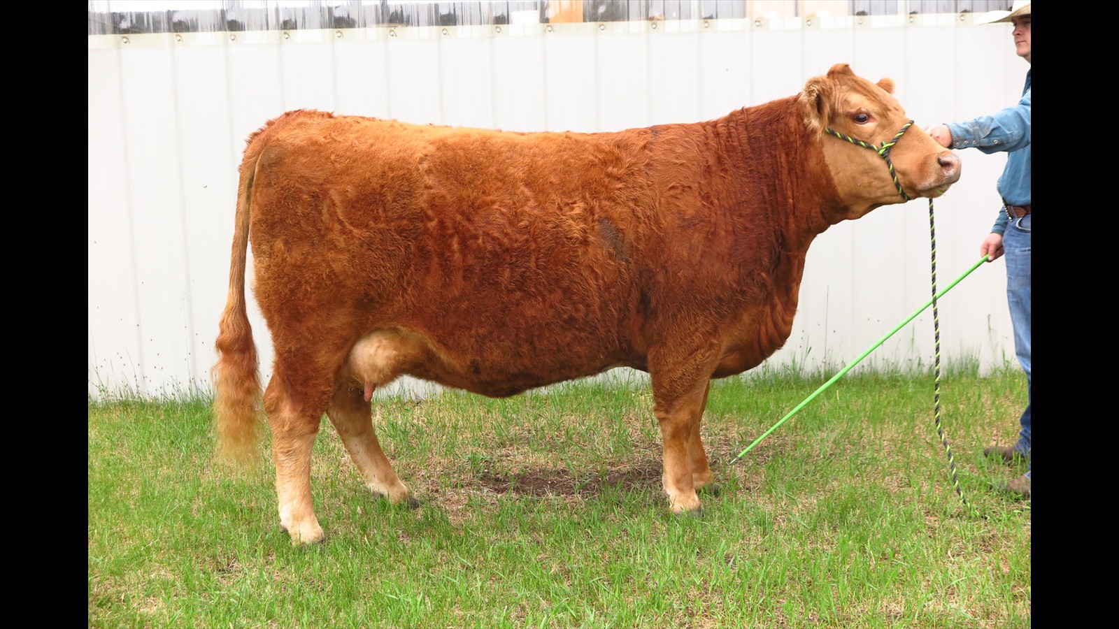 121C - Wyatt Millar cow