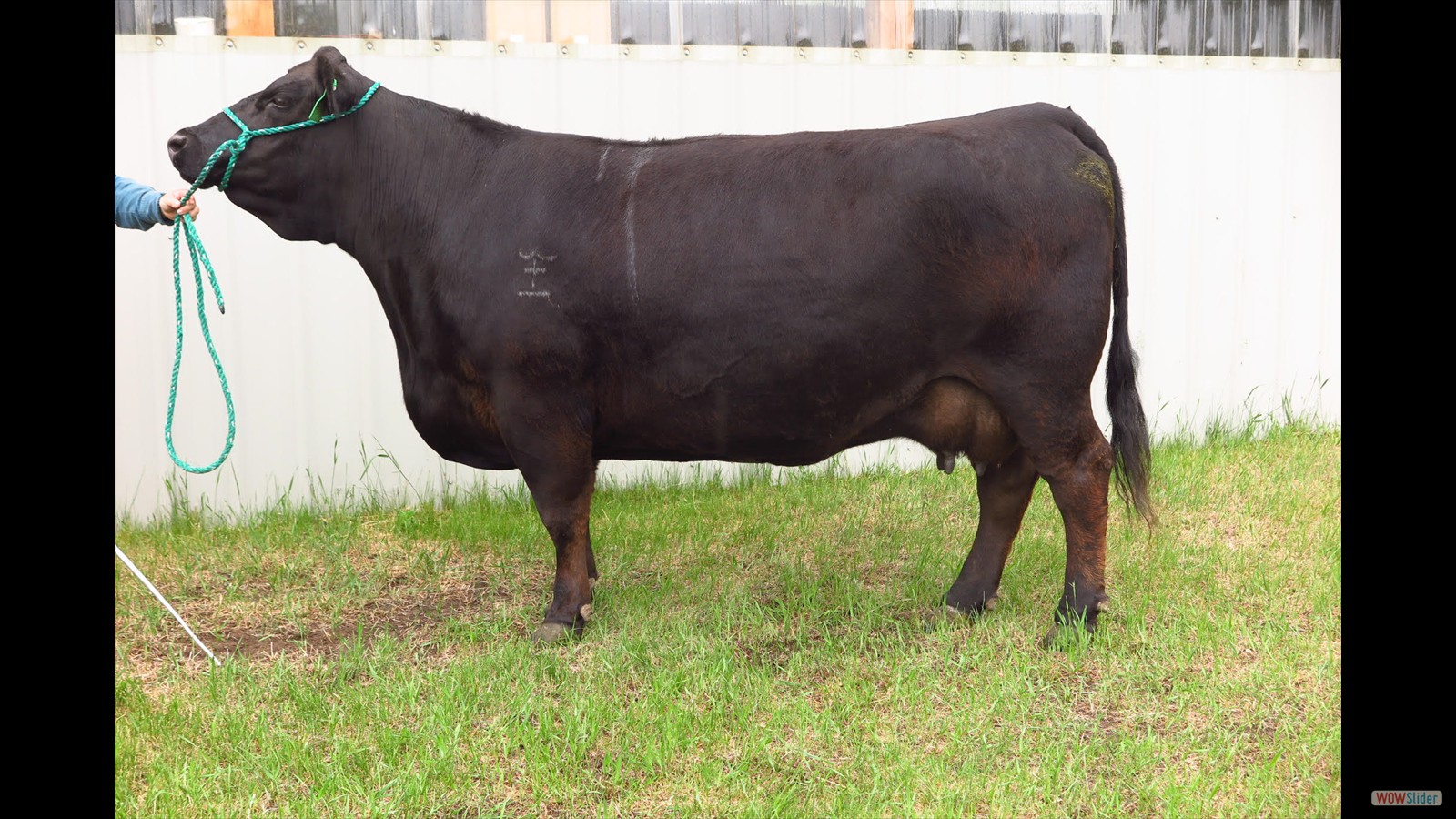 126K - Wyatt Millar cow