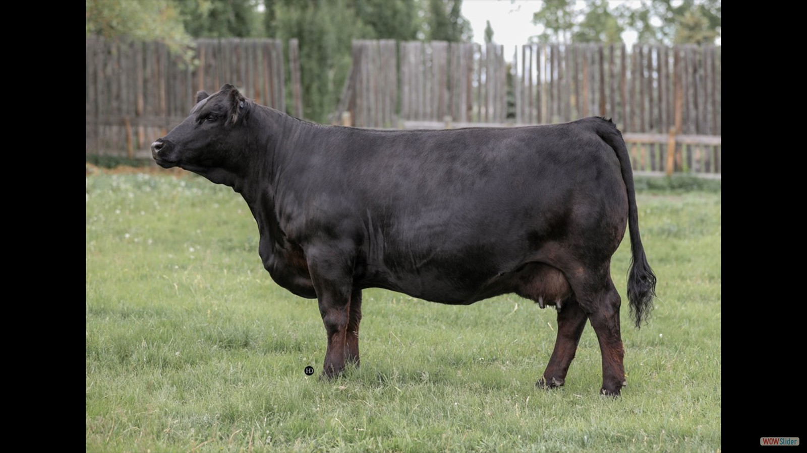 176C - Jacey Massey cow