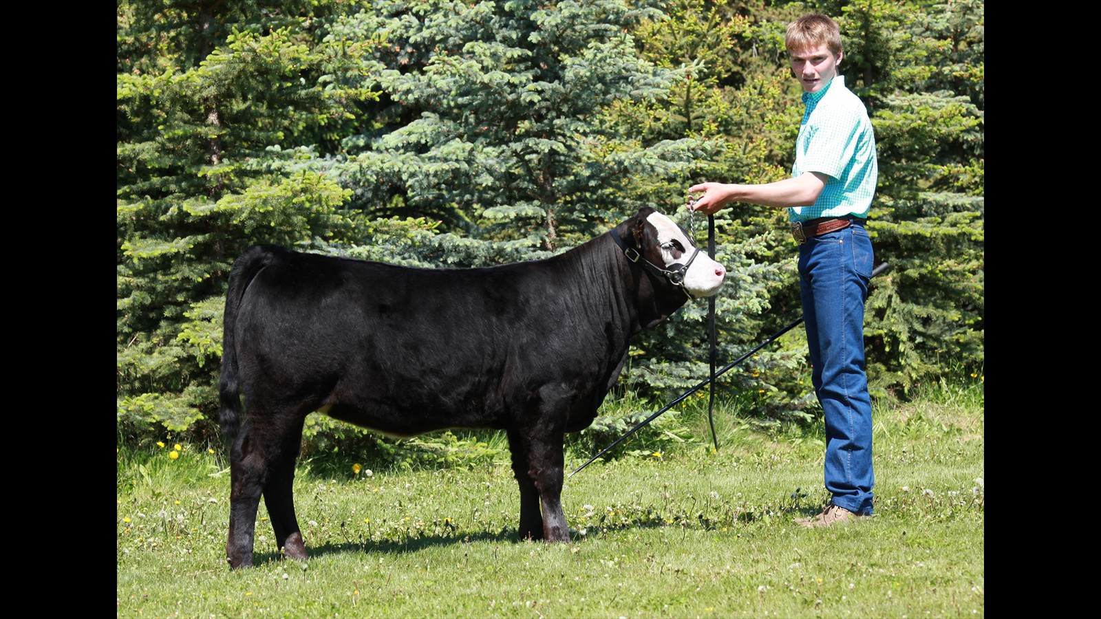 225C - Wyatt Cuthbertson calf