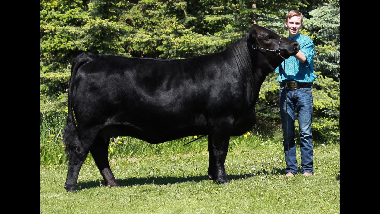 225C - Wyatt Cuthbertson Cow