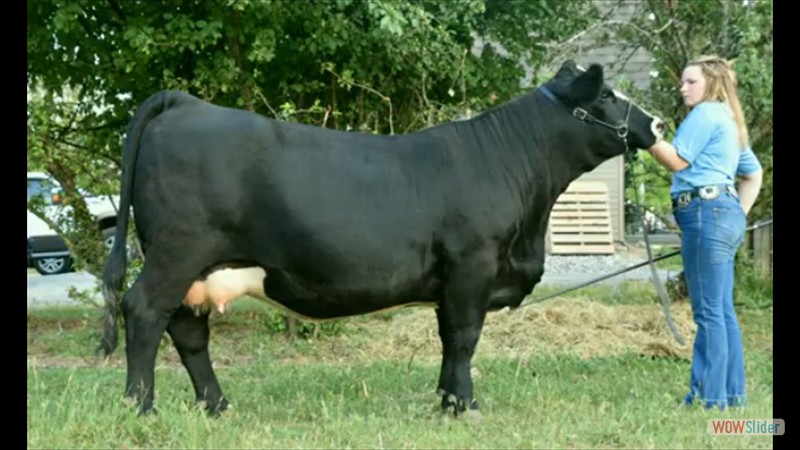237C - Hope Pinkham cow