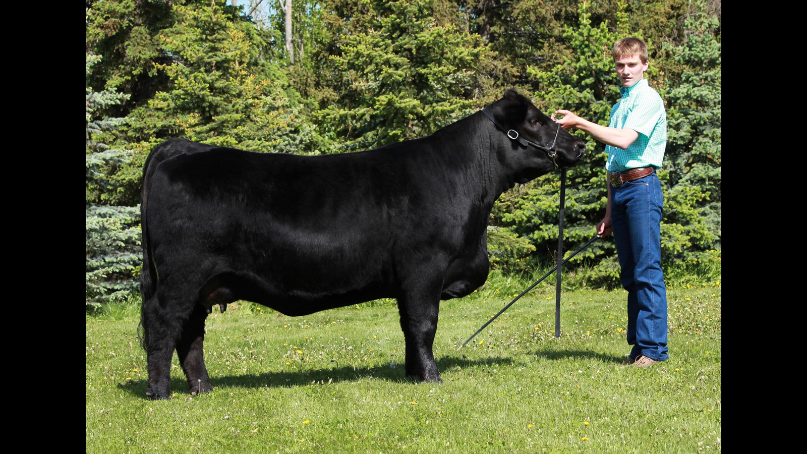 260C - Layne Cuthbertson cow