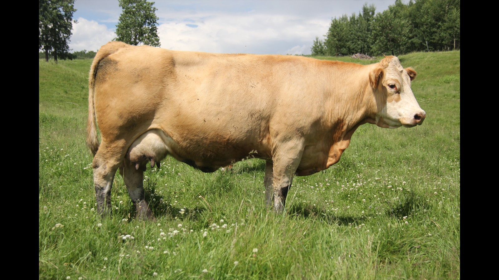 31G - Mackenzie Skeels - Mature PB - Cow